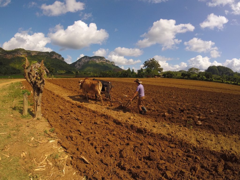 a farmer ploughing with an ox